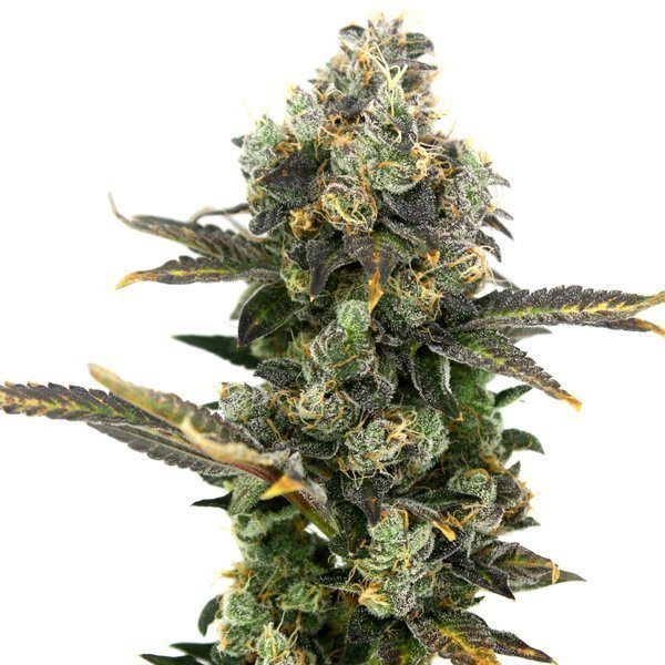 King Cone - ELEV8 SEEDS | TanieSianie.pl