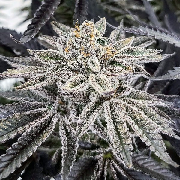 King Cone - ELEV8 SEEDS | TanieSianie.pl