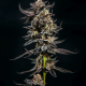 Gelatomo - ELEV8 SEEDS | TanieSianie.pl