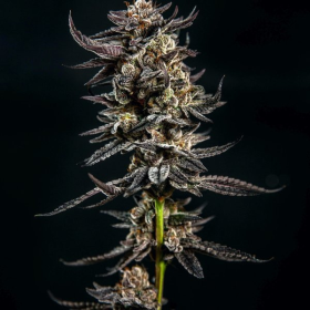 Gelatomo - ELEV8 SEEDS | TanieSianie.pl