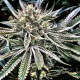 Gelatomo - ELEV8 SEEDS | TanieSianie.pl