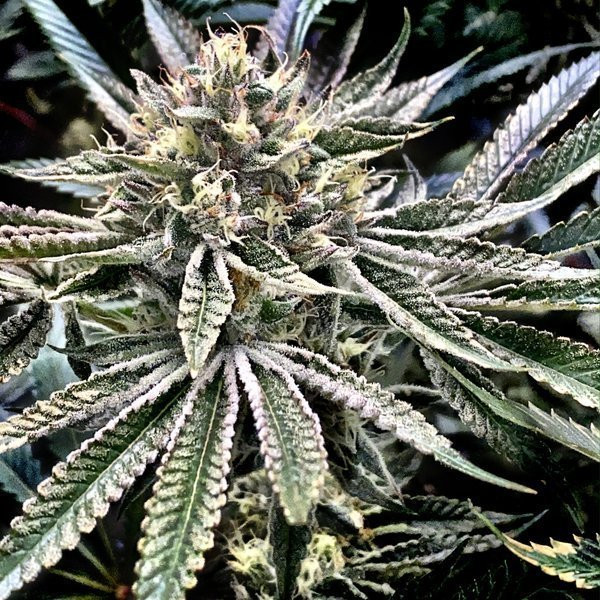Gelatomo - ELEV8 SEEDS | TanieSianie.pl