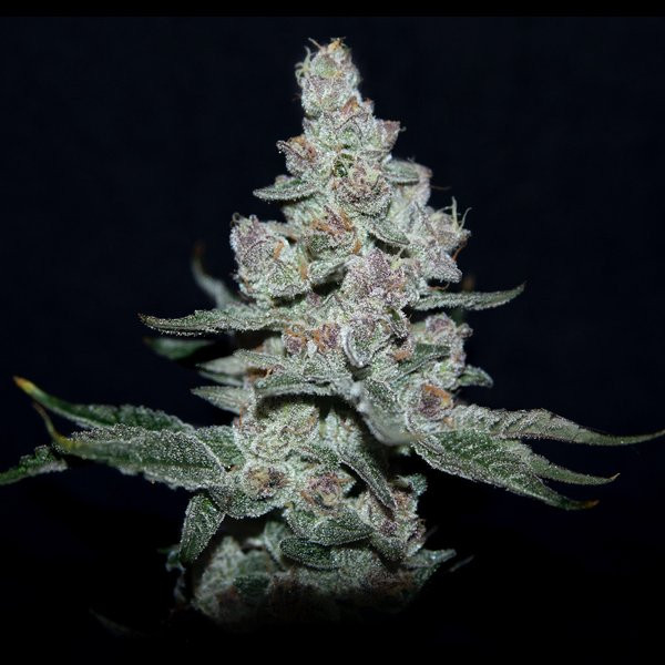Fire'n Ice - ELEV8 SEEDS | TanieSianie.pl