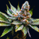 Birthday Punch - ELEV8 SEEDS | TanieSianie.pl
