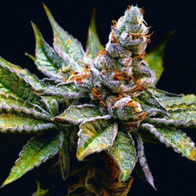Birthday Punch - ELEV8 SEEDS | TanieSianie.pl