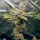 Birthday Punch - ELEV8 SEEDS | TanieSianie.pl