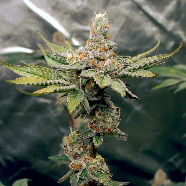 Birthday Punch - ELEV8 SEEDS | TanieSianie.pl