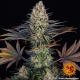 LSD - BARNEY’S FARM | TanieSianie.pl