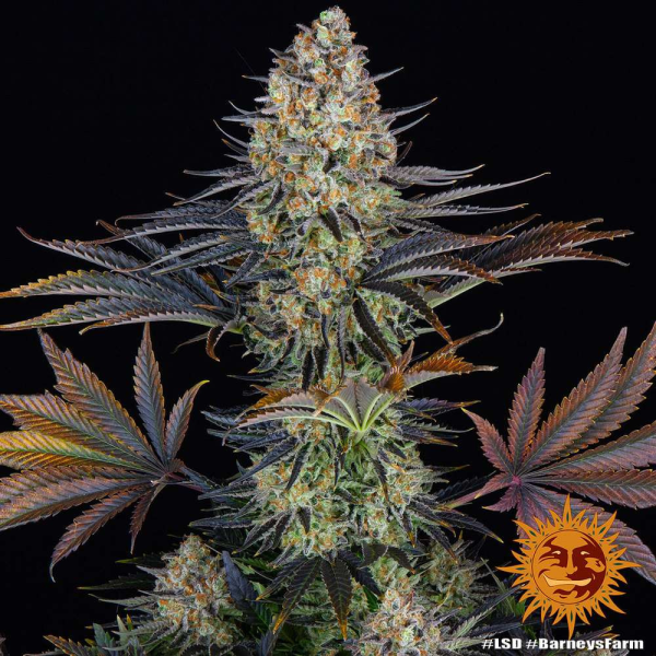 LSD - BARNEY’S FARM | TanieSianie.pl