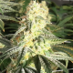 XTC OG - ELEV8 SEEDS | TanieSianie.pl