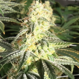 XTC OG - ELEV8 SEEDS | TanieSianie.pl
