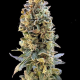 XTC OG - ELEV8 SEEDS | TanieSianie.pl