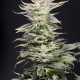 XTC OG - ELEV8 SEEDS | TanieSianie.pl