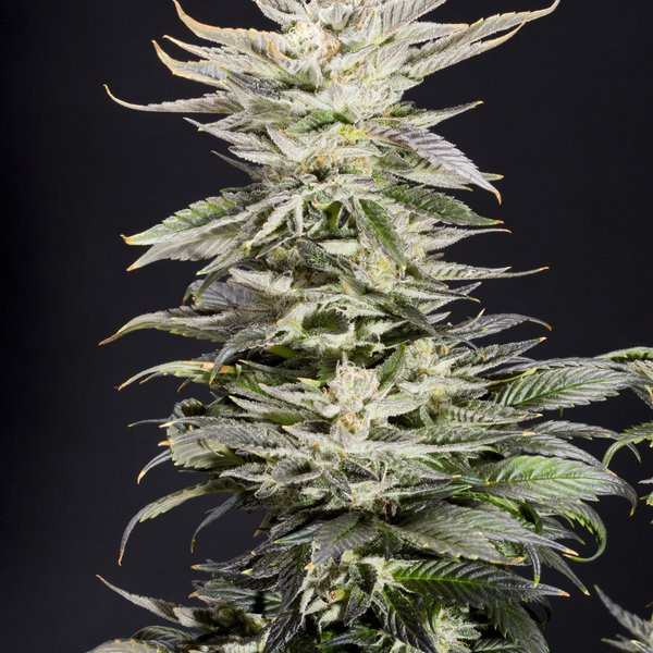 XTC OG - ELEV8 SEEDS | TanieSianie.pl