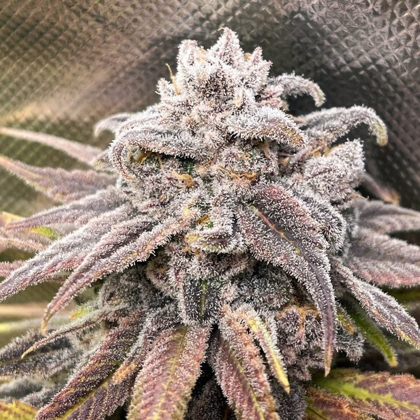 Snoop's Punch - ELEV8 SEEDS | TanieSianie.pl