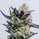 Huckleberry Punch - ELEV8 SEEDS | TanieSianie.pl