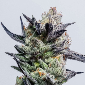 Huckleberry Punch - ELEV8 SEEDS | TanieSianie.pl