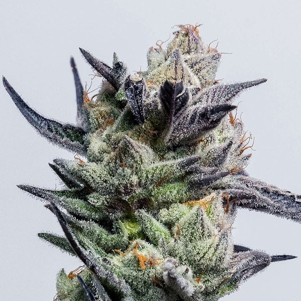 Huckleberry Punch - ELEV8 SEEDS | TanieSianie.pl