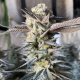 Huckleberry Punch - ELEV8 SEEDS | TanieSianie.pl