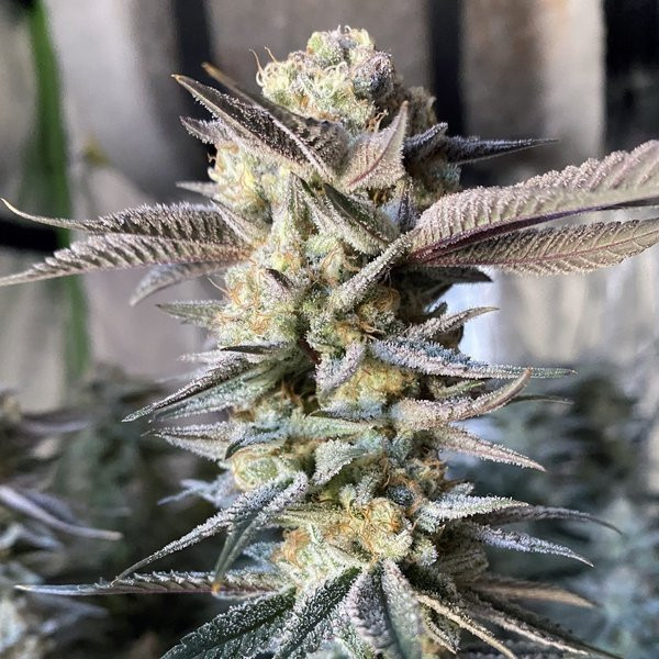 Huckleberry Punch - ELEV8 SEEDS | TanieSianie.pl