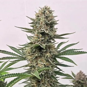 Space Panda - ATLAS SEEDS | TanieSianie.pl