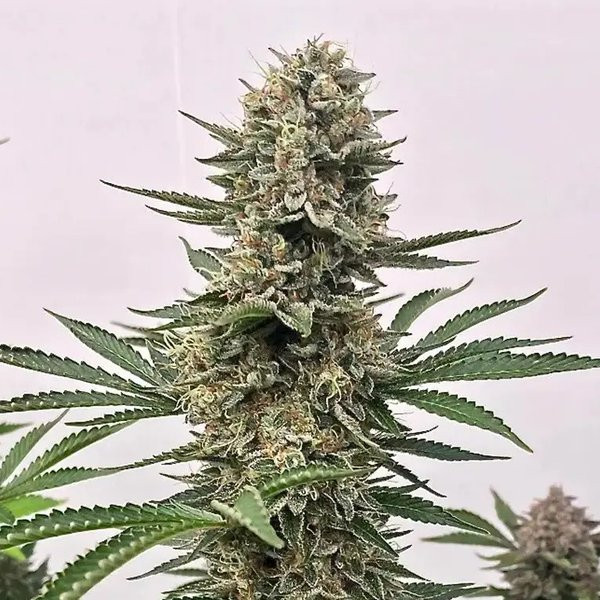 Space Panda - ATLAS SEEDS | TanieSianie.pl