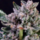 Gelato 41 - ATLAS SEEDS | TanieSianie.pl