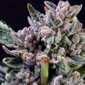 Gelato 41 - ATLAS SEEDS | TanieSianie.pl