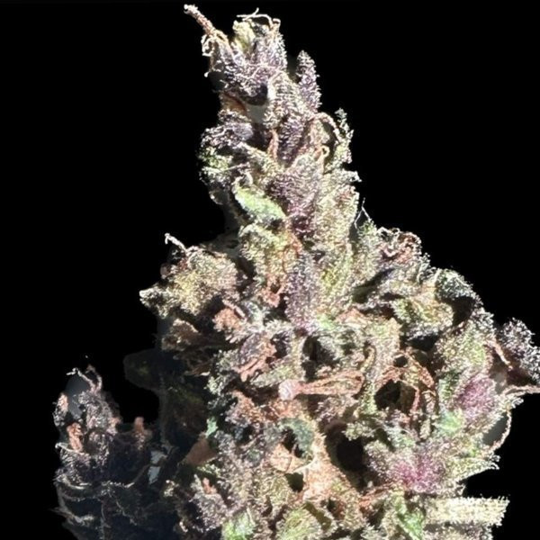 Purple Star CBD Auto - ATLAS SEEDS | TanieSianie.pl