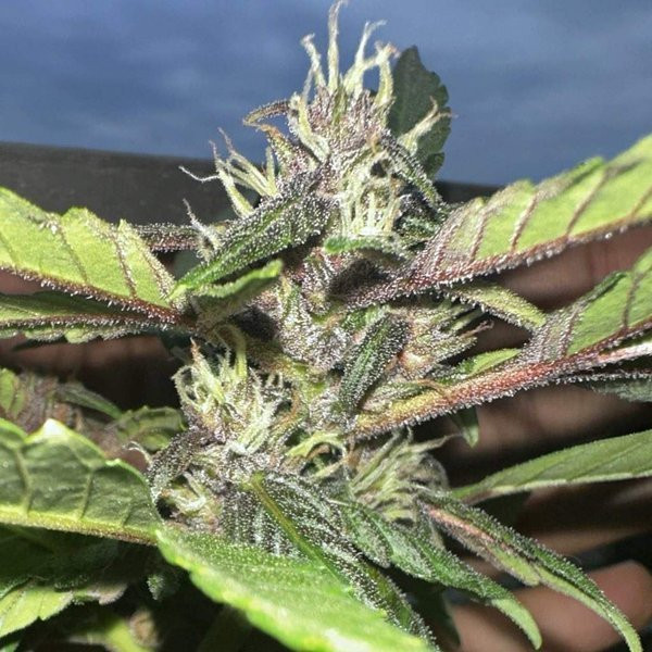 Purple Star CBD Auto - ATLAS SEEDS | TanieSianie.pl