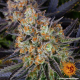 LSD - BARNEY’S FARM | TanieSianie.pl
