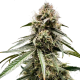 Wedding Cake Auto - ATLAS SEEDS | TanieSianie.pl