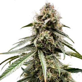 Wedding Cake Auto - ATLAS SEEDS | TanieSianie.pl