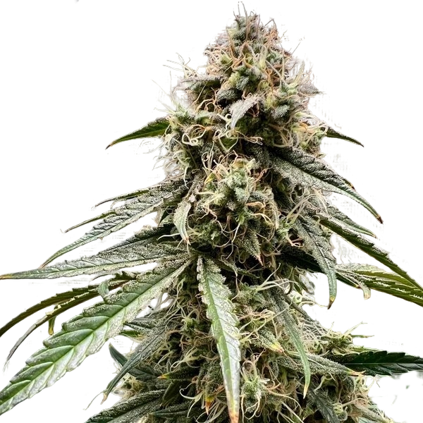 Wedding Cake Auto - ATLAS SEEDS | TanieSianie.pl