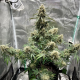 Wedding Cake Auto - ATLAS SEEDS | TanieSianie.pl