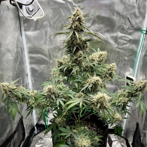 Wedding Cake Auto - ATLAS SEEDS | TanieSianie.pl