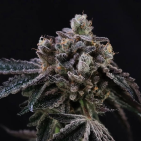Tahoe Cookies Auto - ATLAS SEEDS | TanieSianie.pl