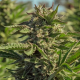 Peanut Butter Souffle - ATLAS SEEDS | TanieSianie.pl