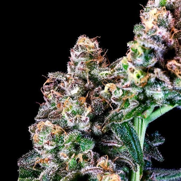 Purple Punch - ATLAS SEEDS | TanieSianie.pl