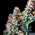 Purple Punch - ATLAS SEEDS