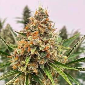 Mendo Butter - ATLAS SEEDS | TanieSianie.pl