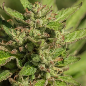 Mendo Breath - ATLAS SEEDS | TanieSianie.pl