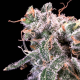 Kombucha Cream - ATLAS SEEDS | TanieSianie.pl