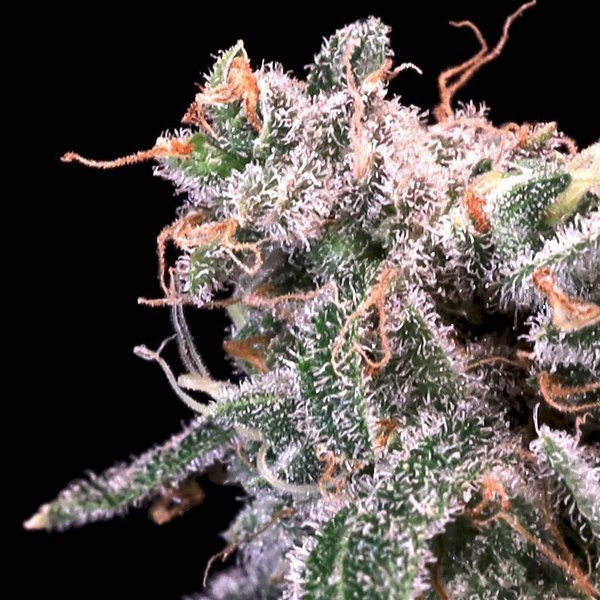Kombucha Cream - ATLAS SEEDS | TanieSianie.pl