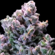 Grapes & Cream Fast - ATLAS SEEDS | TanieSianie.pl