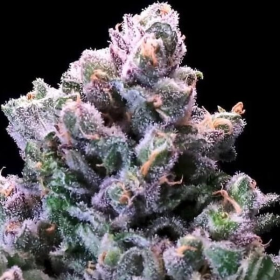 Grapes & Cream Fast - ATLAS SEEDS | TanieSianie.pl