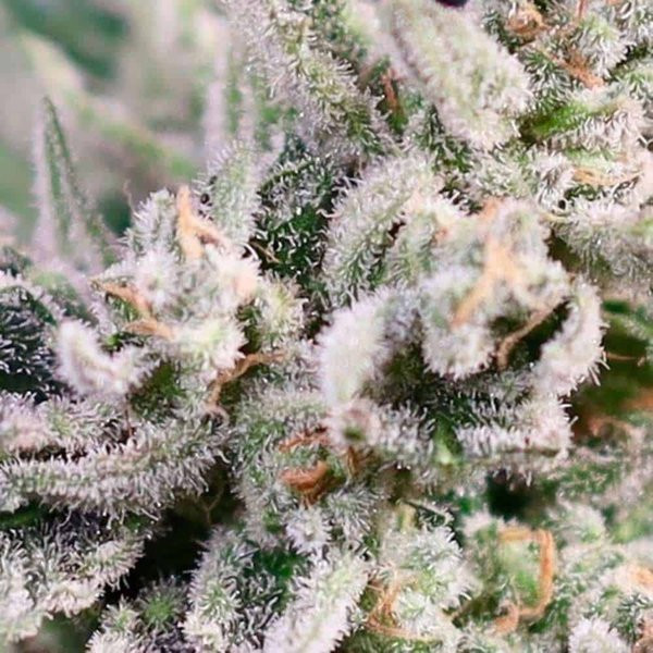 GMO Bomb Fast - ATLAS SEEDS | TanieSianie.pl