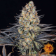 LSD - BARNEY’S FARM | TanieSianie.pl