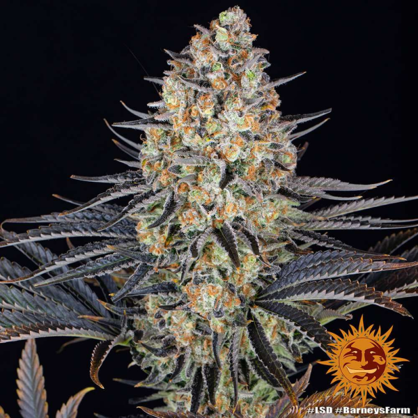 LSD - BARNEY’S FARM | TanieSianie.pl