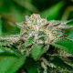 Cosmic Crashers - ATLAS SEEDS | TanieSianie.pl